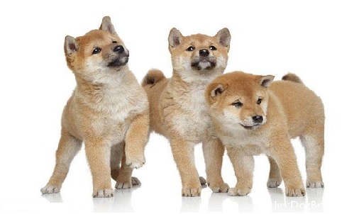 Con chó tiếng nhật là gì